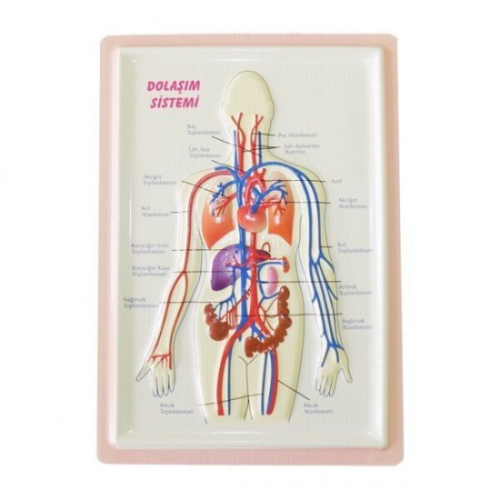 Kabartma Dolaşım Sistemi A4