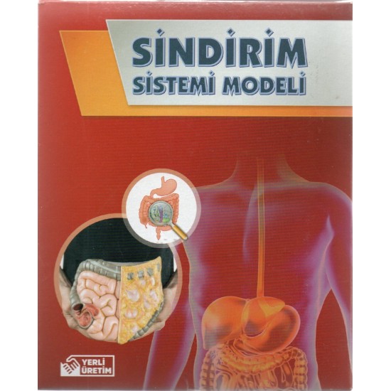 Bozkırlı Sindirim Sistemi Modeli Kutulu